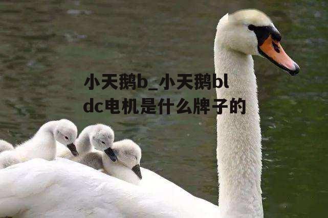 小天鹅b_小天鹅bldc电机是什么牌子的