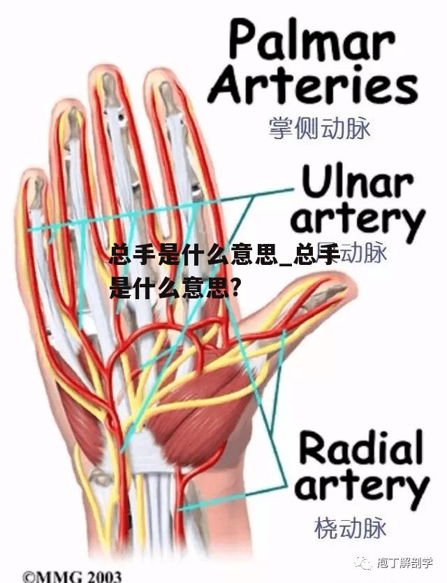 总手是什么意思_总手是什么意思?