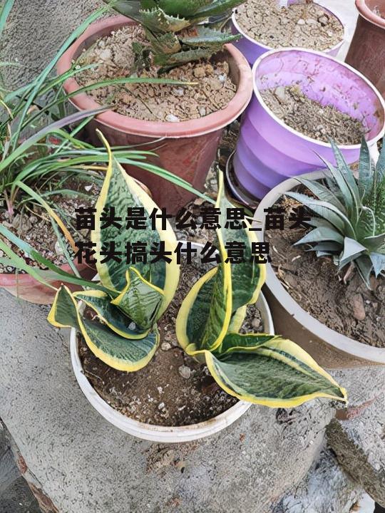 苗头是什么意思_苗头花头搞头什么意思